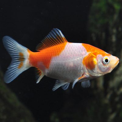 Pond Water Feature Blog Tips Faqs Aqualife Ponds
