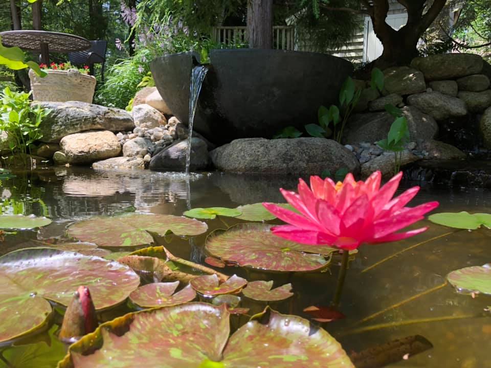 Aquatic Plants