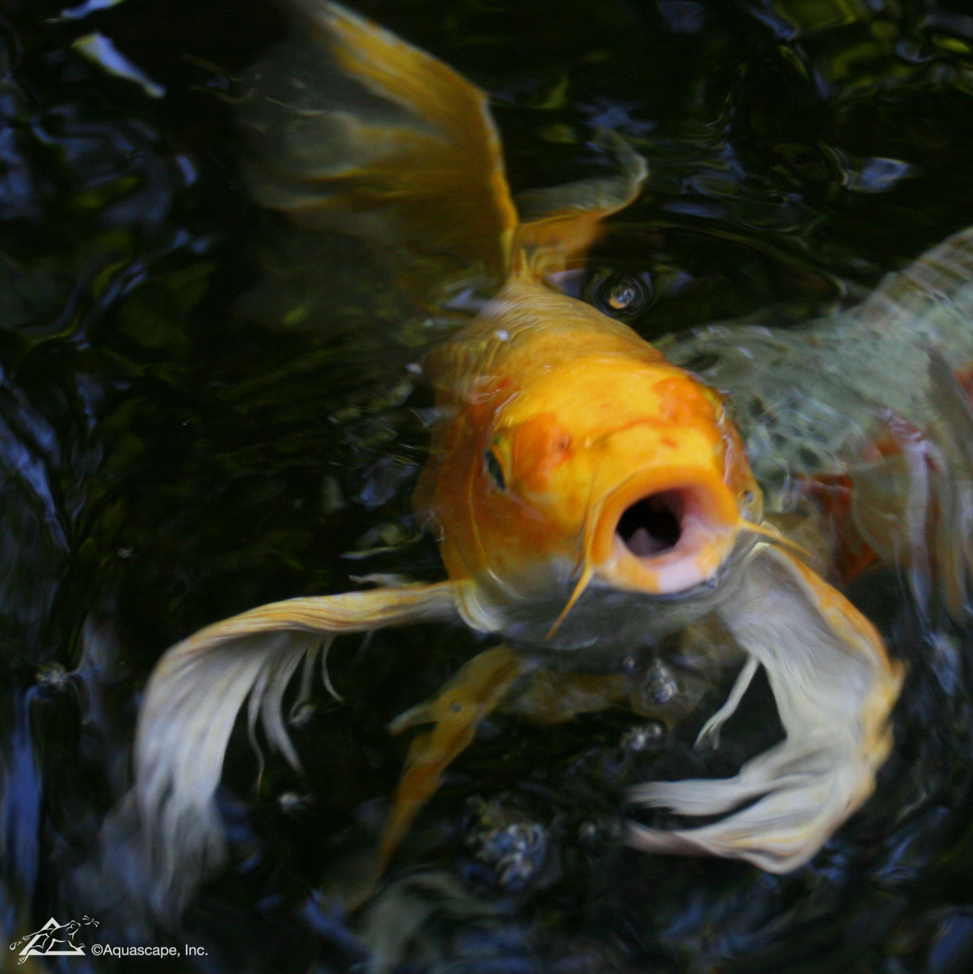 Koi fish