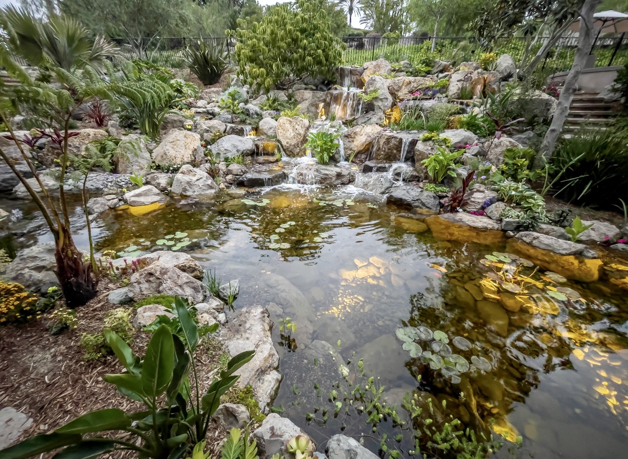 Aquatic Plants