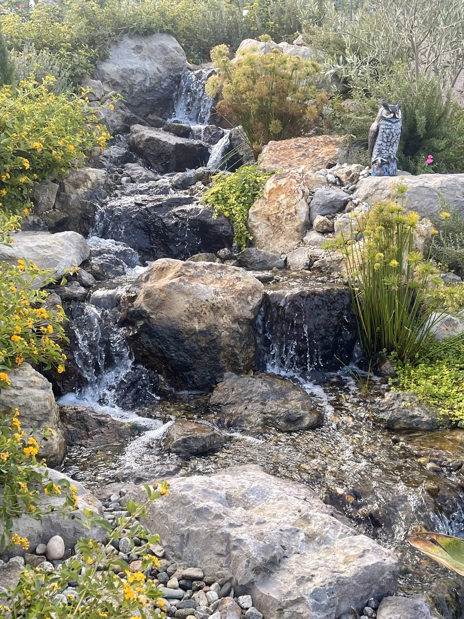 Pond Nitrogen Cycle