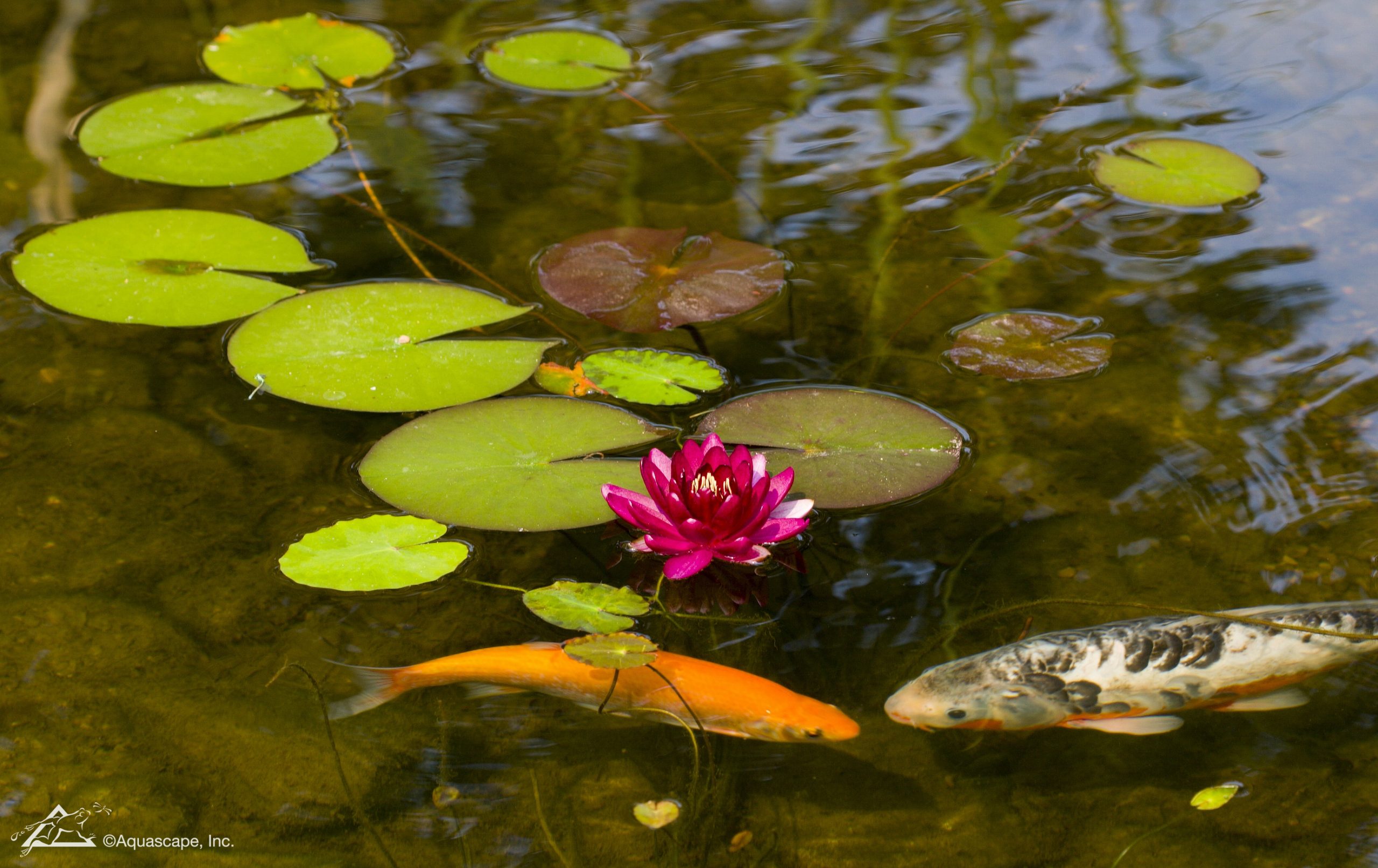 pond plants