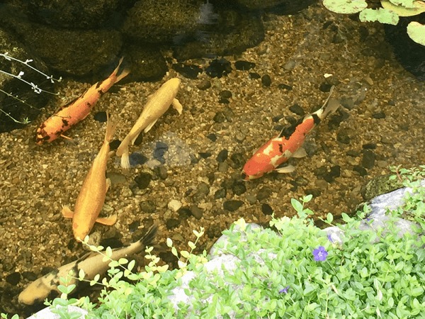 professional pond maintenance