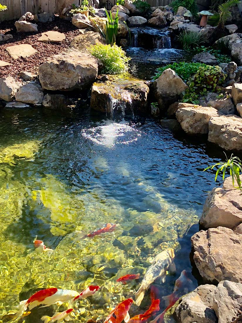 Huge pond with 2 tier waterfall and aquatic plants