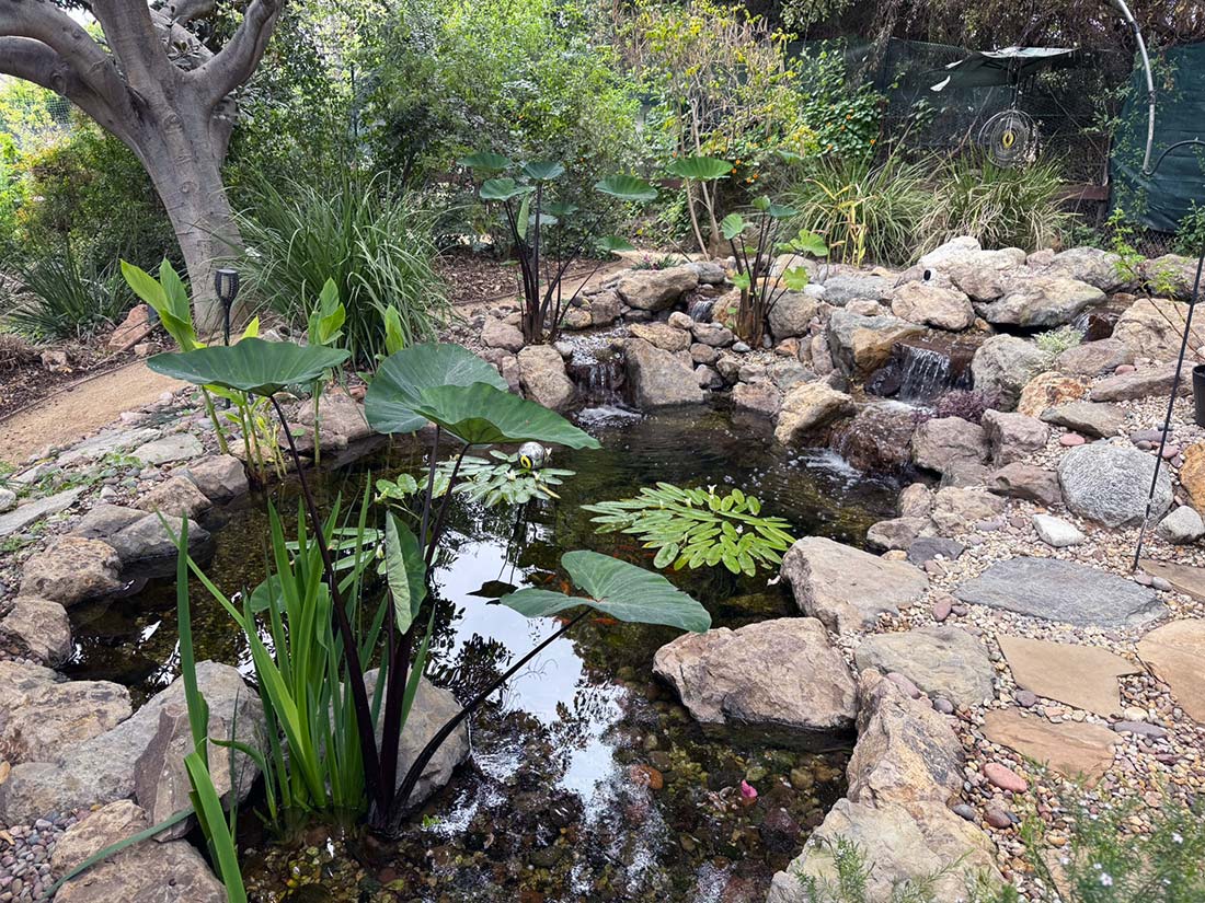 natural-pond-waterfall