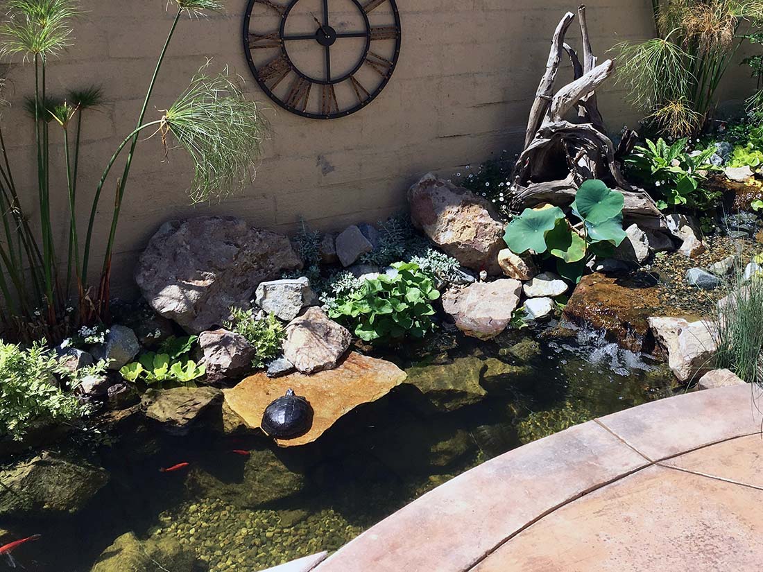sunbathing-turtle-koi-pond
