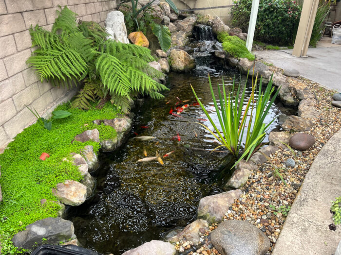 Southern California pond care