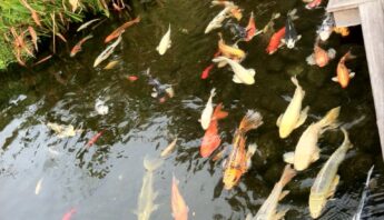 best fish for California ponds
