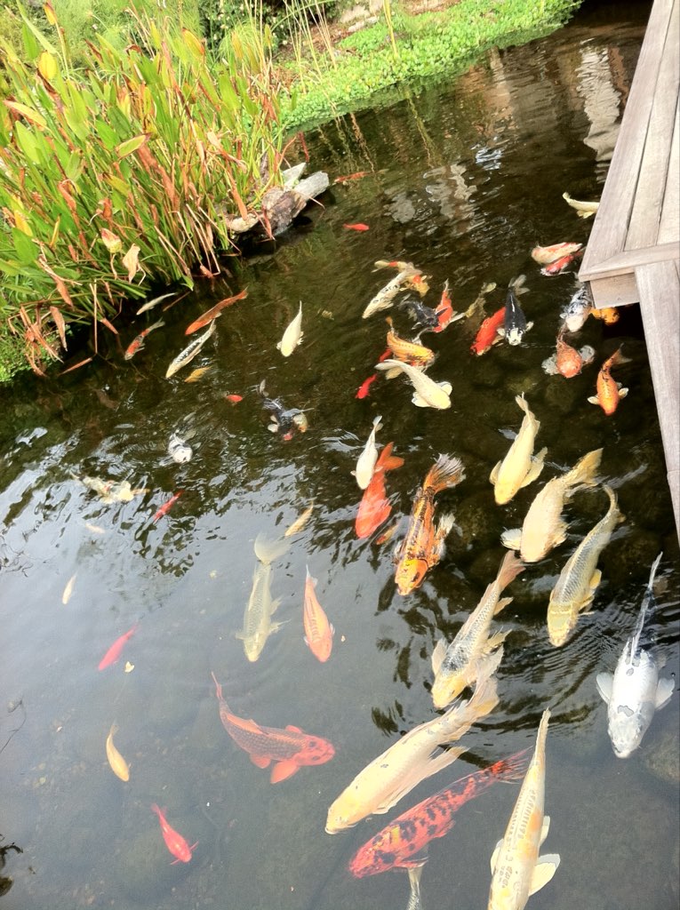 best fish for California ponds