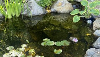 Southern California fall pond care