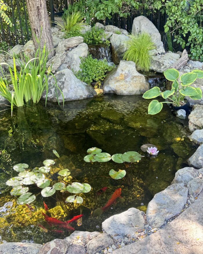 Southern California fall pond care