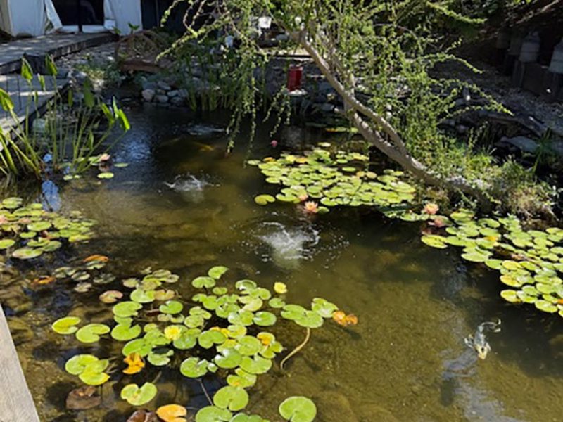 pond-clean-drain-before